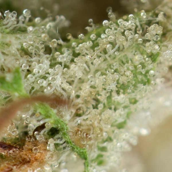 Ace-Killer-OG-Strain-Macro-600x600-1.jpg