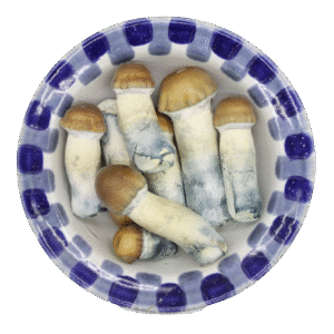 Blue Pulaski Premium