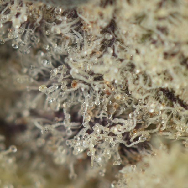 GMO-Cookies-Macro-Shot-600x600-1.jpg
