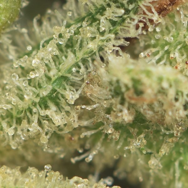 Gorilla-Glue-4-Macro-600x600-1.jpg