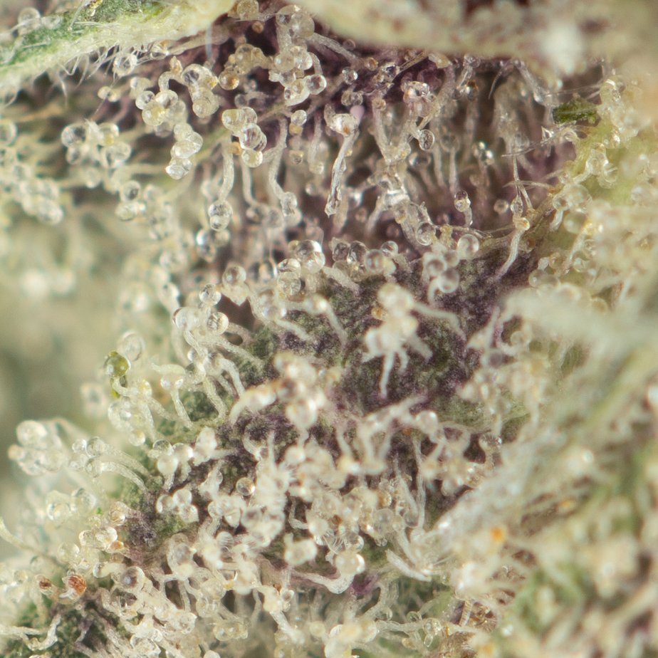 Krazy-Glue-Macro.jpg