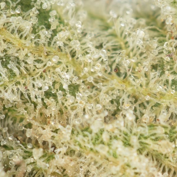 Pre-98-Bubba-Kush-Strain-Macro-600x600-1.jpg