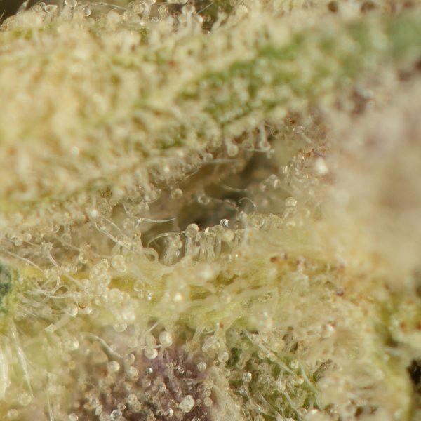 Purple-Kush-Bulk-Macro-600x600-1.jpg